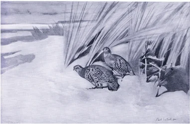 Rebhühner auf den Marrams